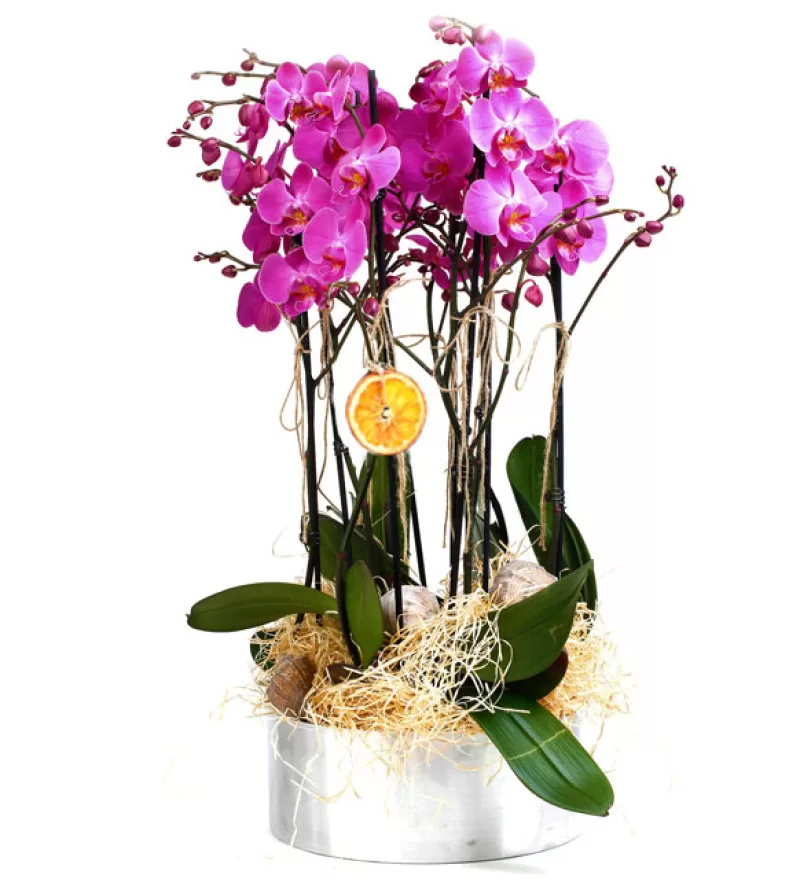Royal Flame Orchid
