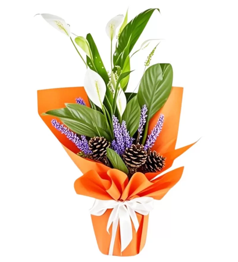 Peace Lily