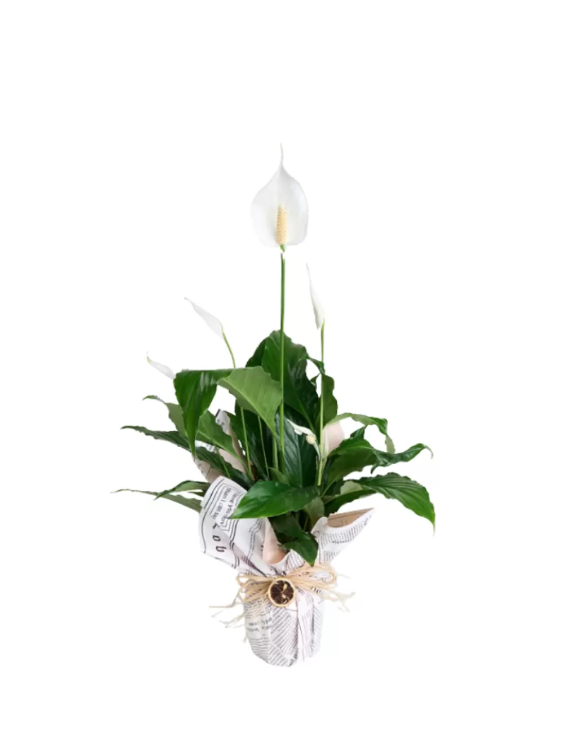 White Harmony Spathiphyllum