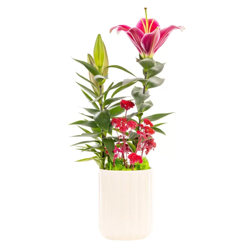Pink Lily Elegance