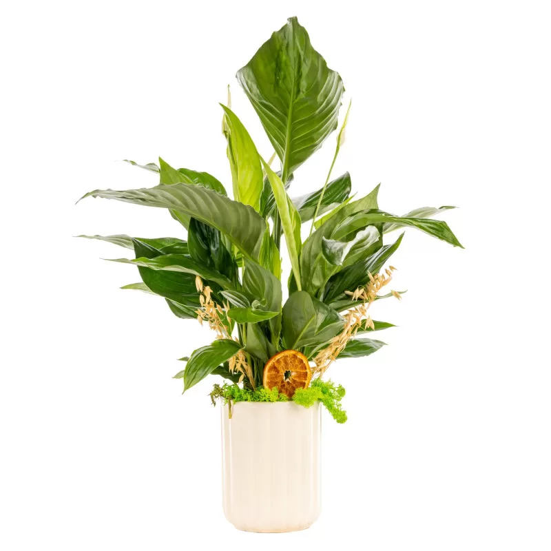 Natural Air Peace Lily