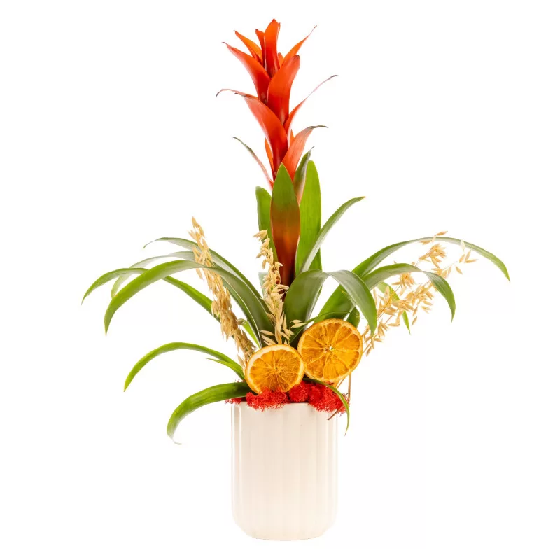 Orange Flame Bromeliad