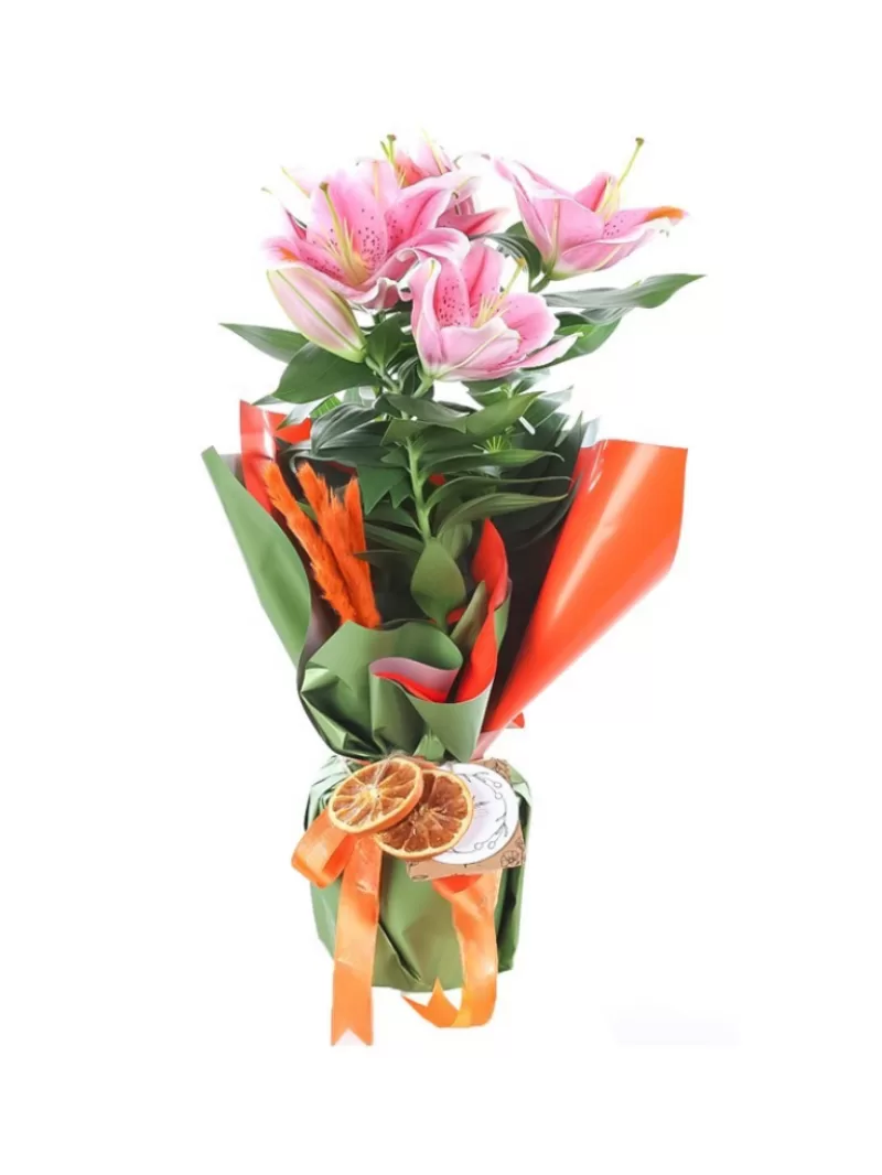 Graceful Pink Lily