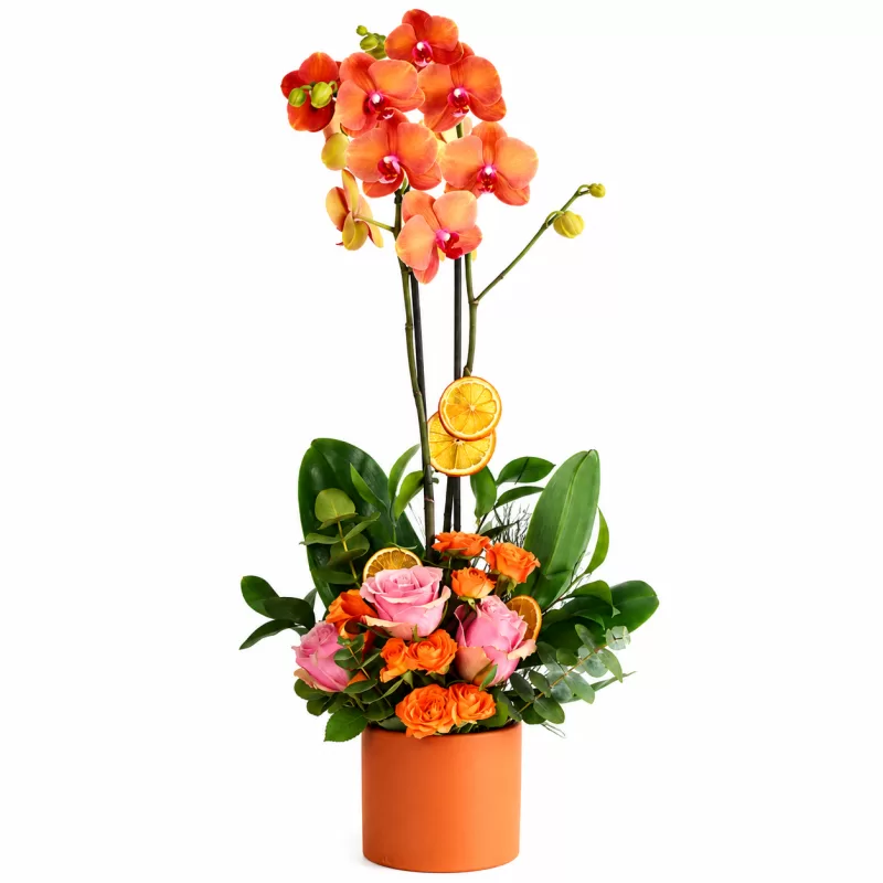 Amber Orchid