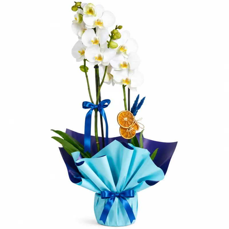 Azure Bloom