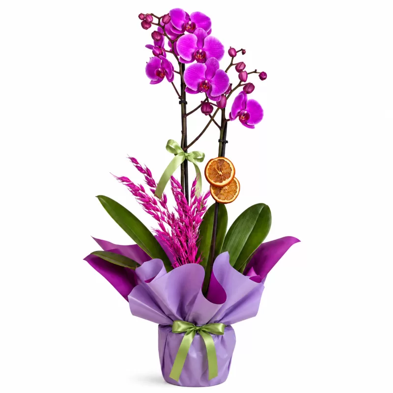 Amethyst Bloom Orkide