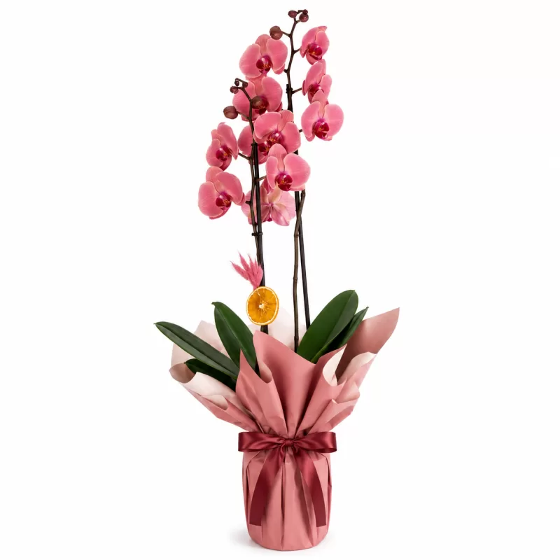 Rosalie Orchid