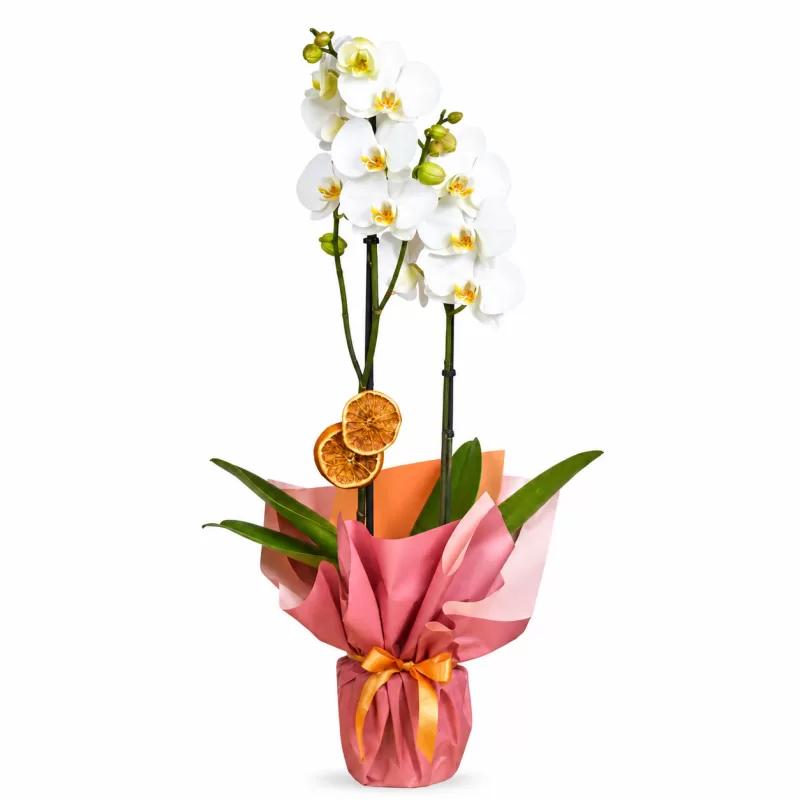 Golden Blush Orchide 