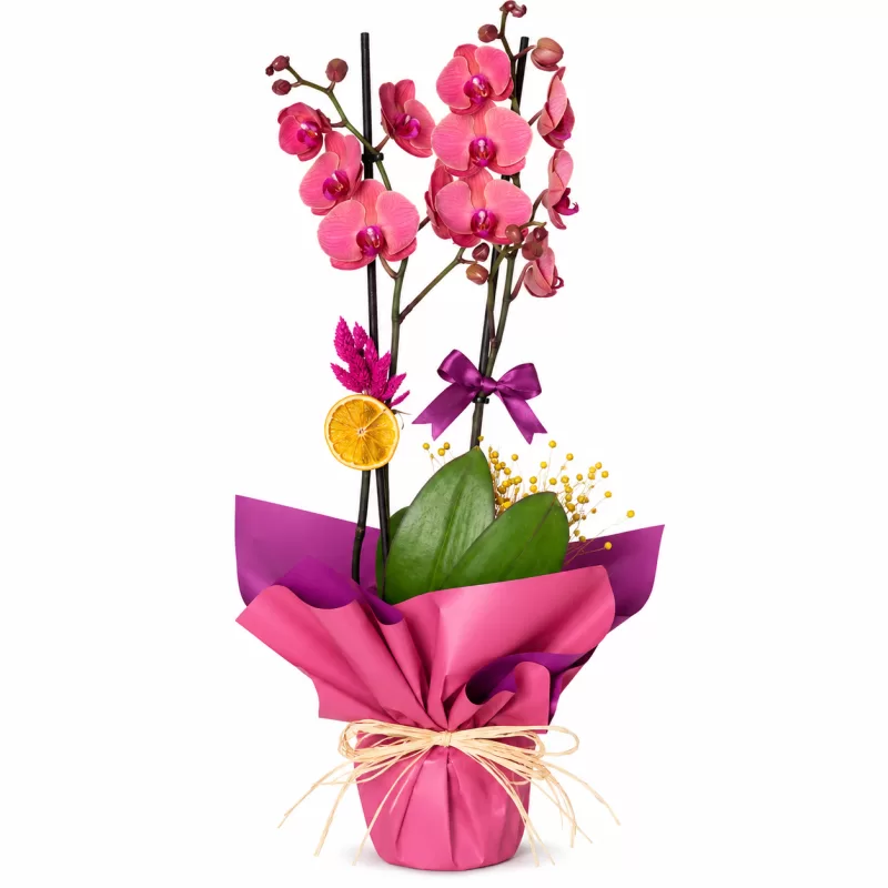 Orchid Passion