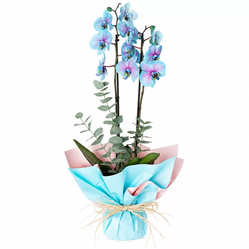 Blue Serenity Orchid