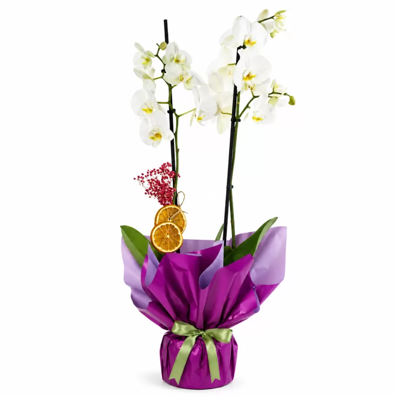 White Amethyst Orchid