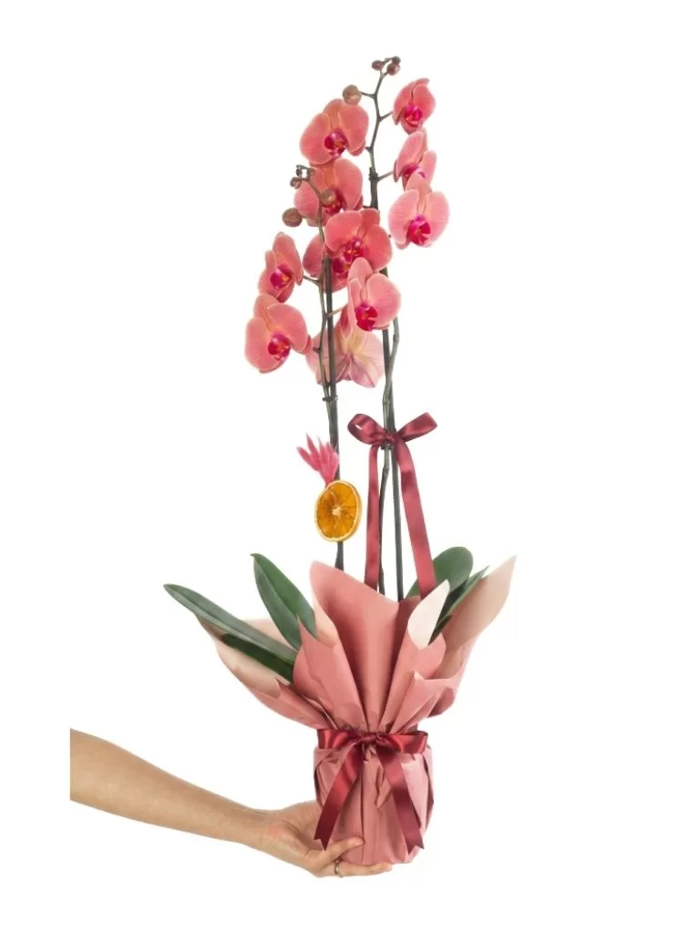 Cherry Blossom Orchid