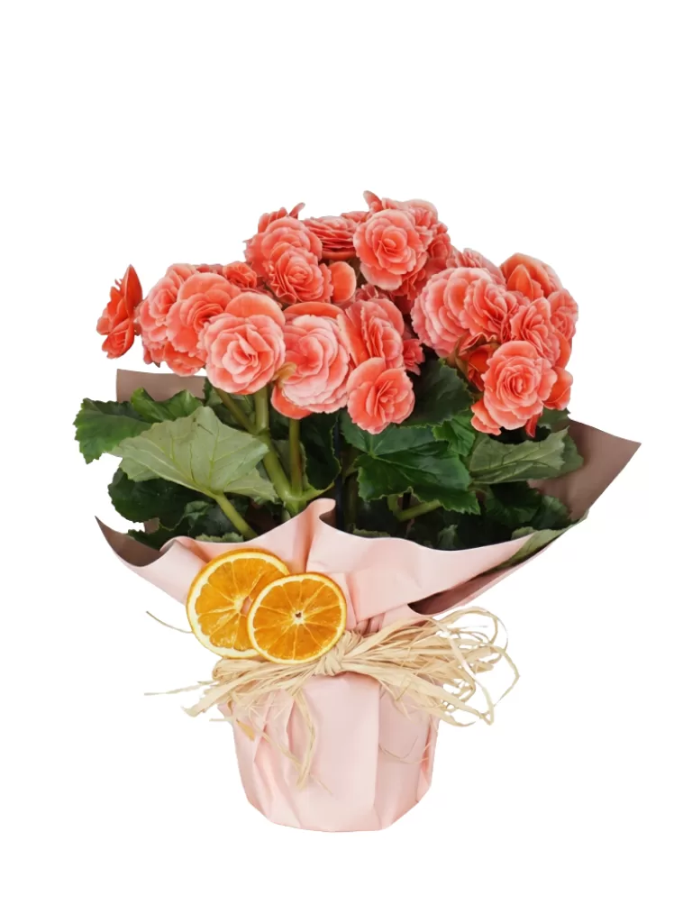 Blooming Begonia