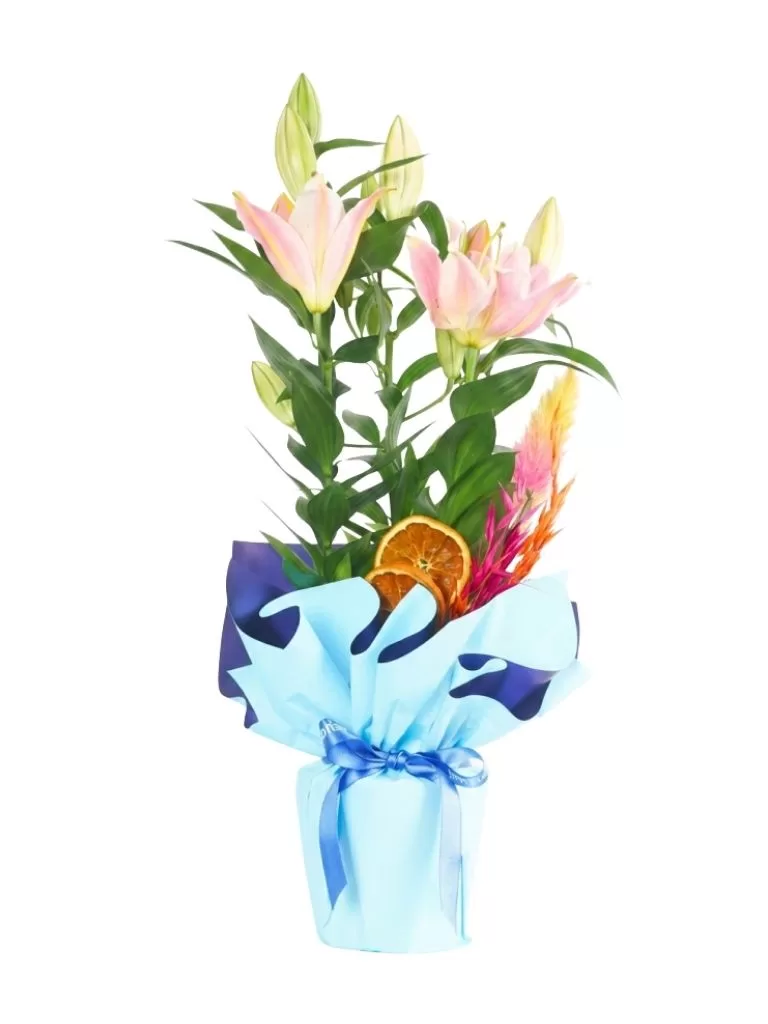 Soft Bloom Lily